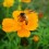 Unpasteurized Honey From Prairie Flowers